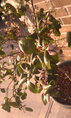 Reverse curled leaves, Meyer Lemon | Houzz Forum