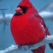 Foto von Vicki Fulford