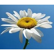 Daisy Castro-Ramoss billede