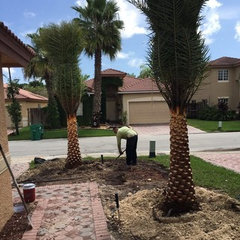 Acosta Tree S
