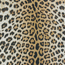 Animal Rugs