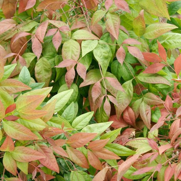 Blush Pink™ Nandina Nandina Domestica 'AKA' PP#19916