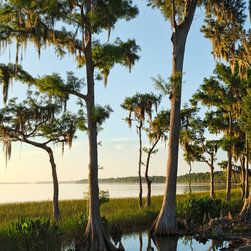Cypress Dawn - Photographs