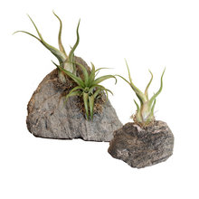 plants