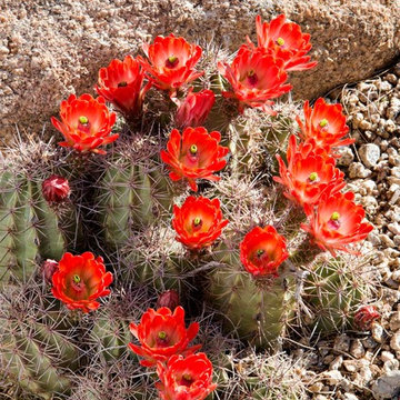 Phoenix Home & Garden - NATURALISTIC DESERT GARDEN