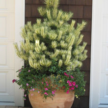 Container Plant Ideas