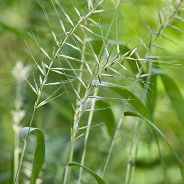 Great Design Plant: Elymus hystrix