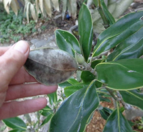 Southern Magnolia Brackens Brown Beauty Strange Color Back Of Leaf