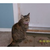 Sharon Ketcher's photo