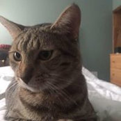 Cat Elizabeth's photo