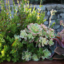 above Garden