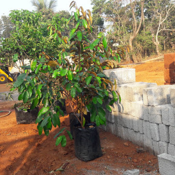 Fruit Garden setting in Malappuram Kerala India