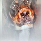 Stacy Bostjanick's photo