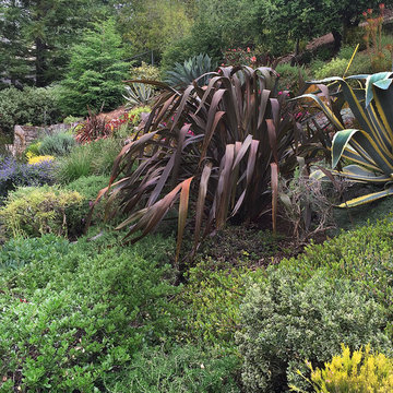A Mediterranean Hillside Garden