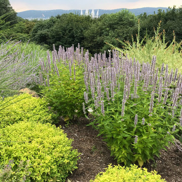Wild Pollinator Garden