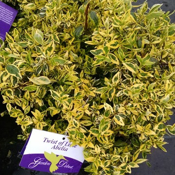 Shrubs