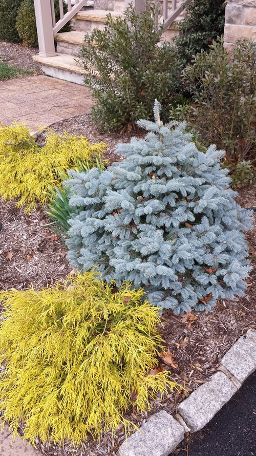 Pruning Blue Spruce