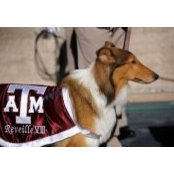 Paige Gordon's photo