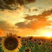 Kathy Robinsons foto