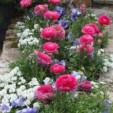 spring garden