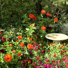Garden/Yard