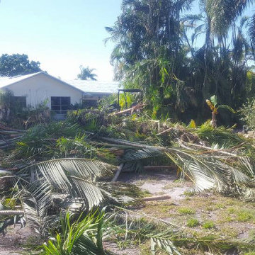 Eurika Palms Removed