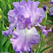 2020 KCIS Bearded Iris Sale