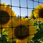 Lisa Carlson's photo