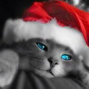 Tara Nichols's photo