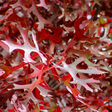 Red Oak Tree Leaves