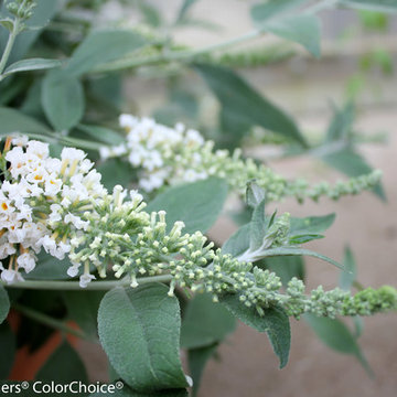 InSpired™ White Butterfly Bush