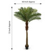 Serene Spaces Living Areca Palm Tree, 72"