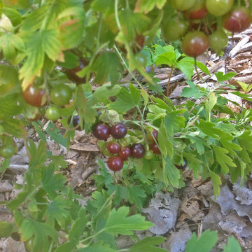 The Talking Farm: Edible Woodland