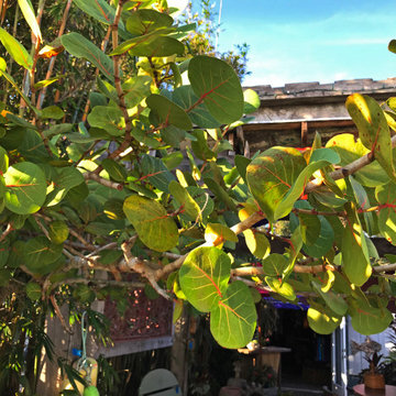 Balinese Eclectic Garden