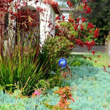 drought tolerant conversion with color