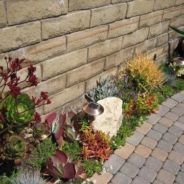Succulent Excitement