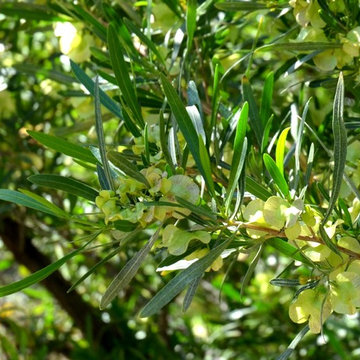 Southwestern Plants