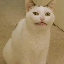 Funny misc pics