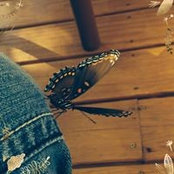 Lorrie Hall's photo