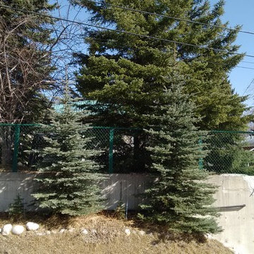 19 Chatham Dr. N.W. CALGARY AB