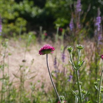 Jardin de Campagne