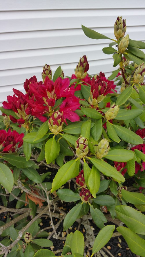 need to know the plant name and how to grow more plants from existing