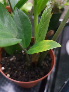 ZZ plant turning brown | Houzz Forum