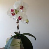 June Liang's photo