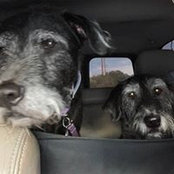Bobby Stipes's photo