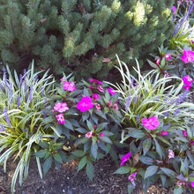 plants