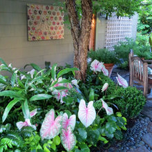 Side Yard