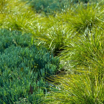 Plants in the Landscape