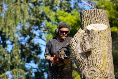 Tree Removal Services in Southbury, CT