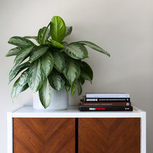 decor items for credenza, console, etc